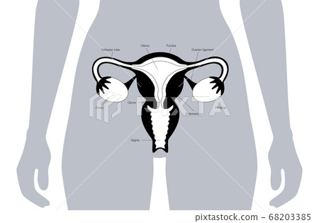 Reproductive system concept Reproductive system concept 68203385