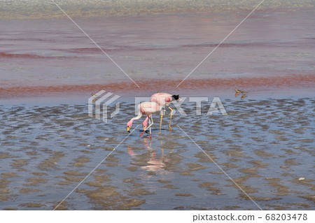 Red waters and flamingos at Colorada Lagoon - South of Bolivia. Red waters and flamingos at Colorada Lagoon - South of Bolivia. 68203478
