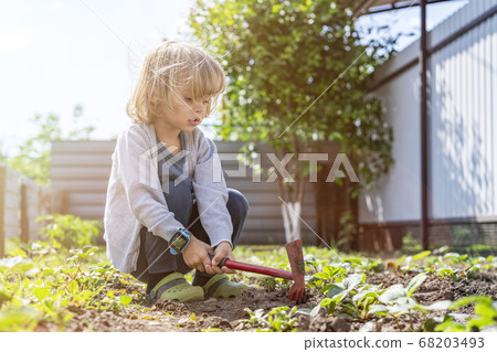 Adorable little kid helping parents to grow vegetables and having fun. 68203493