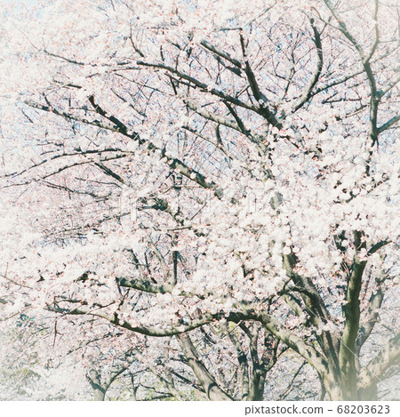 Cherry Blossoms	 68203623