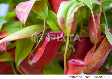 Carnivorous plant catching insects in a botanical garden Carnivorous plant catching insects in a botanical garden 68203807