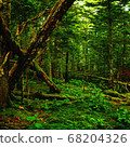 Woods	 68204326