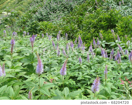 Utopia, the summer mountain, is a healing flower garden Utopia, the summer mountain, is a healing flower garden 68204720
