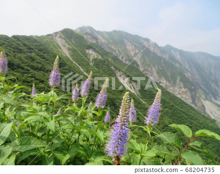 Utopia, the summer mountain, is a healing flower garden Utopia, the summer mountain, is a healing flower garden 68204735