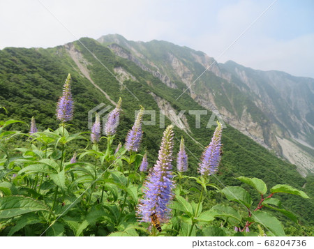 Utopia, the summer mountain, is a healing flower garden Utopia, the summer mountain, is a healing flower garden 68204736