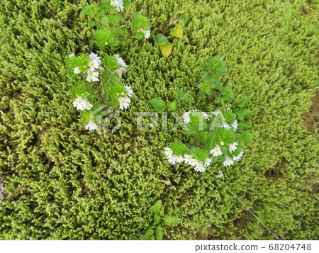 Utopia, the summer mountain, is a healing flower garden Utopia, the summer mountain, is a healing flower garden 68204748
