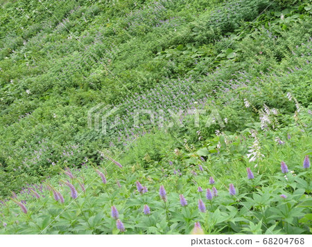 Utopia, the summer mountain, is a healing flower garden Utopia, the summer mountain, is a healing flower garden 68204768