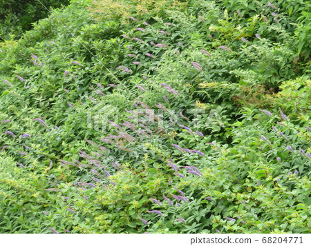 Utopia, the summer mountain, is a healing flower garden Utopia, the summer mountain, is a healing flower garden 68204771