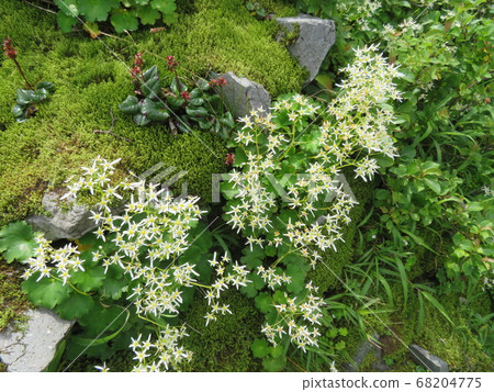 Utopia, the summer mountain, is a healing flower garden 68204775