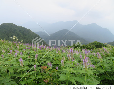 夏日山烏托邦是一座療癒的花卉園 夏日山烏托邦是一座療癒的花卉園 68204791