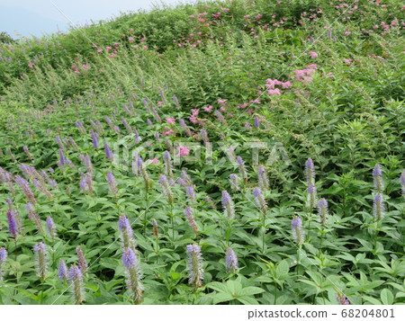 Utopia, the summer mountain, is a healing flower garden Utopia, the summer mountain, is a healing flower garden 68204801