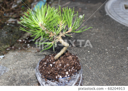A bonsai A bonsai 68204913