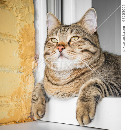 Close up image of the domestic male cat. Close up image of the domestic male cat. 68205003