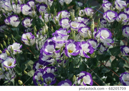 美麗的花土耳其 68205709