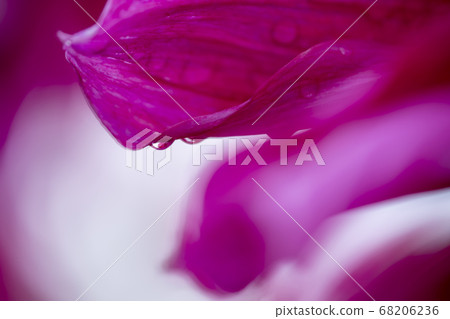 Dahlia and drops Dahlia and drops 68206236