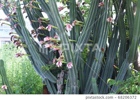Cactus and demon face flowers Cactus and demon face flowers 68206372