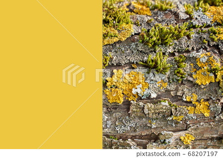 Bark of tree with few types of moss and place for text Bark of tree with few types of moss and place for text 68207197