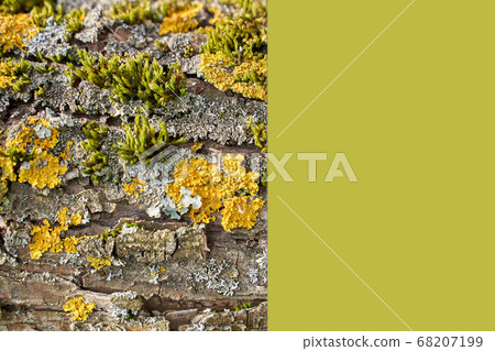 Bark of tree with few types of moss and place for text Bark of tree with few types of moss and place for text 68207199