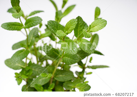 Pepper mint green plant growing on white background isolated Pepper mint green plant growing on white background isolated 68207217