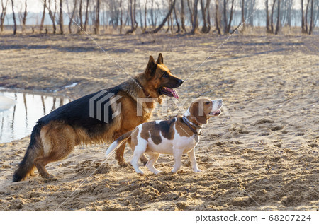 German Shepard and beagle dogs walking in the lakeshore outdoor German Shepard and beagle dogs walking in the lakeshore outdoor 68207224