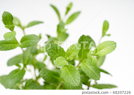 Pepper mint green plant macro on white background isolated Pepper mint green plant macro on white background isolated 68207226