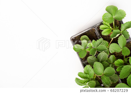flat lay strawberry sprout green plant in the basket with white cope space isolated on white flat lay strawberry sprout green plant in the basket with white cope space isolated on white 68207229
