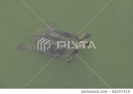 Yamadaike Park Yamadaike Park 68207419