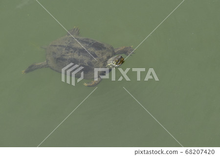 Yamadaike Park 68207420