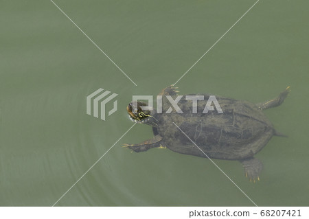 Yamadaike Park Yamadaike Park 68207421