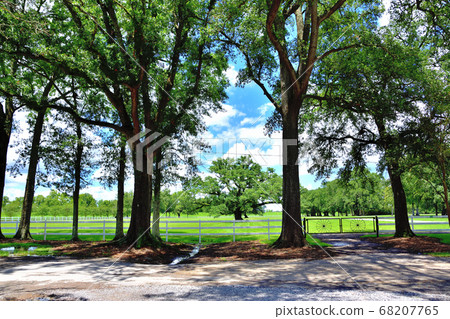 Southern American Farm Oakley Plantation Giant Oak Tree Southern American Farm Oakley Plantation Giant Oak Tree 68207765