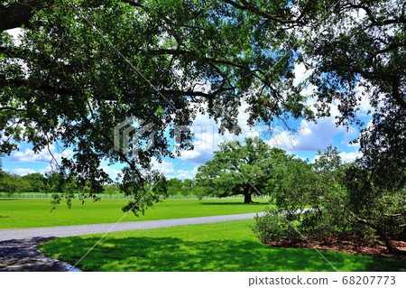 南美農場奧克利種植園巨型橡樹 南美農場奧克利種植園巨型橡樹 68207773