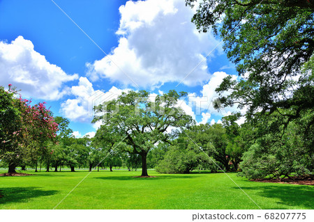 Southern American Farm Oakley Plantation Giant Oak Tree Southern American Farm Oakley Plantation Giant Oak Tree 68207775