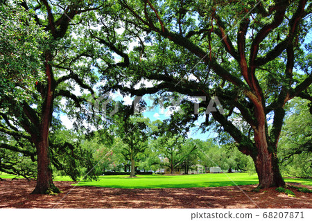 Southern American Farm Oakley Plantation Giant Oak Tree Southern American Farm Oakley Plantation Giant Oak Tree 68207871