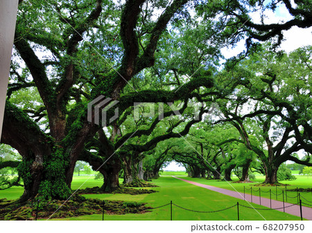 Southern American Farm Oakley Plantation Giant Oak Tree Southern American Farm Oakley Plantation Giant Oak Tree 68207950