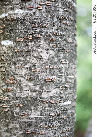 吉野櫻樹皮 吉野櫻樹皮 68207956