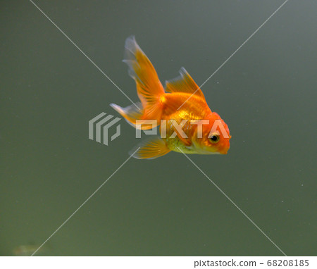 水族館·魚·欣賞·金魚·可愛 68208185