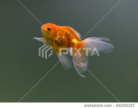 水族館·魚·欣賞·金魚·可愛 68208187