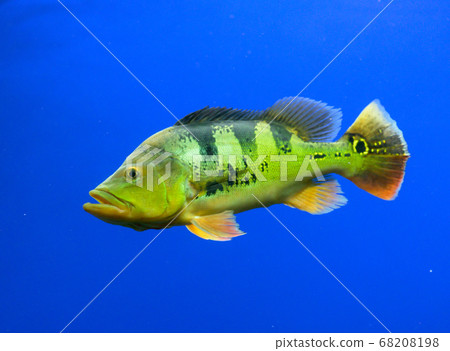 Peacock bass, cichlid, peacock bass (aquarium) Peacock bass, cichlid, peacock bass (aquarium) 68208198