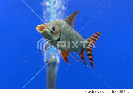 Color Pro Kilodas（水族館） 68208202