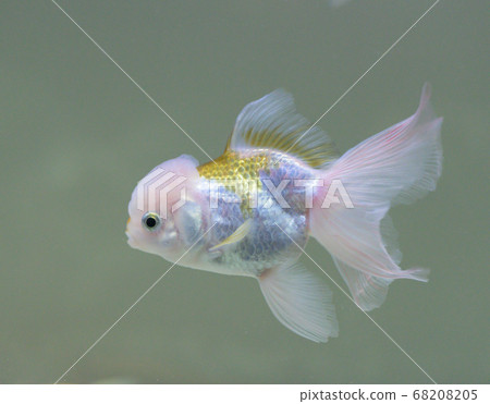 水族館 魚 欣賞 金魚 可愛 照片素材 圖片 6005 圖庫