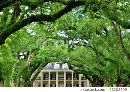 Southern American Farm Oakley Plantation Giant Oak Tree Southern American Farm Oakley Plantation Giant Oak Tree 68208209