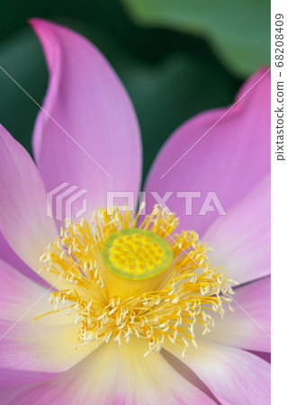 蓮花初夏形象 68208409