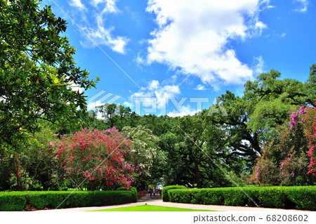 Southern American Farm Oakley Plantation Giant Oak Tree Southern American Farm Oakley Plantation Giant Oak Tree 68208602