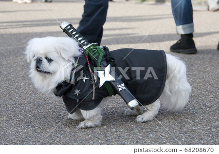 Ninja Dog In Kyoto Stock Photo