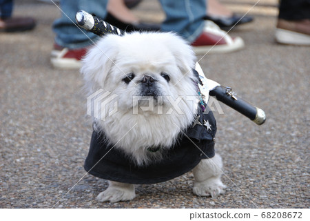 Ninja Dog In Kyoto Stock Photo