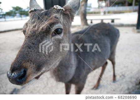 Deer deer on Miyajima in Japan Deer deer on Miyajima in Japan 68208690
