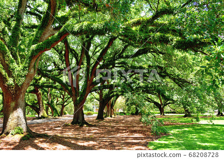 Southern American Farm Oakley Plantation Giant Oak Tree Southern American Farm Oakley Plantation Giant Oak Tree 68208728
