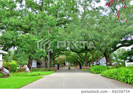 Southern American Farm Oakley Plantation Giant Oak Tree Southern American Farm Oakley Plantation Giant Oak Tree 68208734