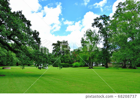 Southern American Farm Oakley Plantation Giant Oak Tree Southern American Farm Oakley Plantation Giant Oak Tree 68208737