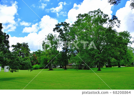 Southern American Farm Oakley Plantation Giant Oak Tree Southern American Farm Oakley Plantation Giant Oak Tree 68208864